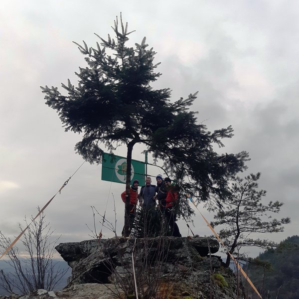 Asselstein Christbaum